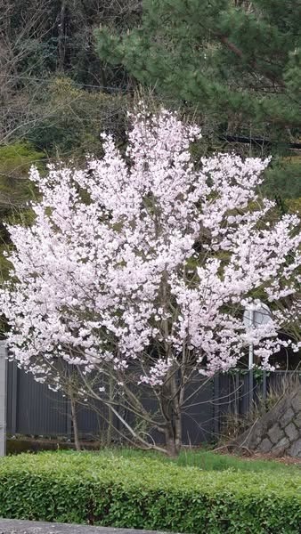 「岡崎視覚障害者 福祉協会通常総会」に出席しました。